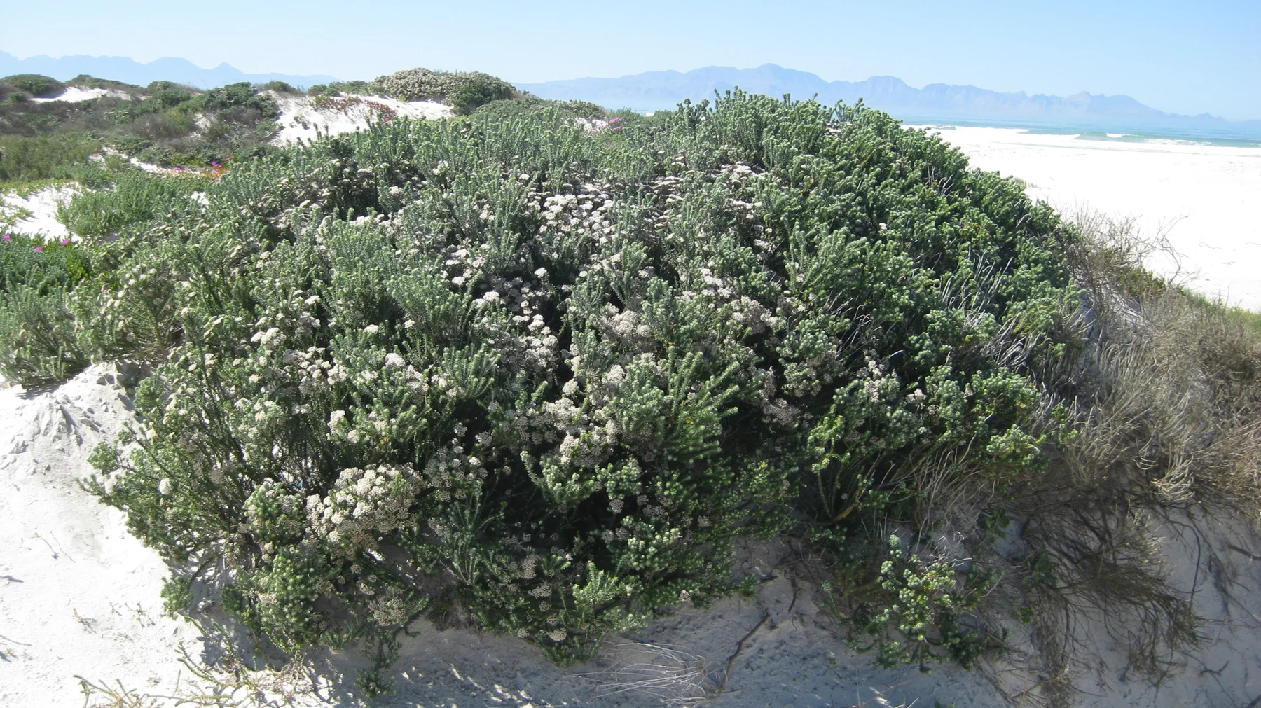 A rounded gray-green shrub grows in white sand.