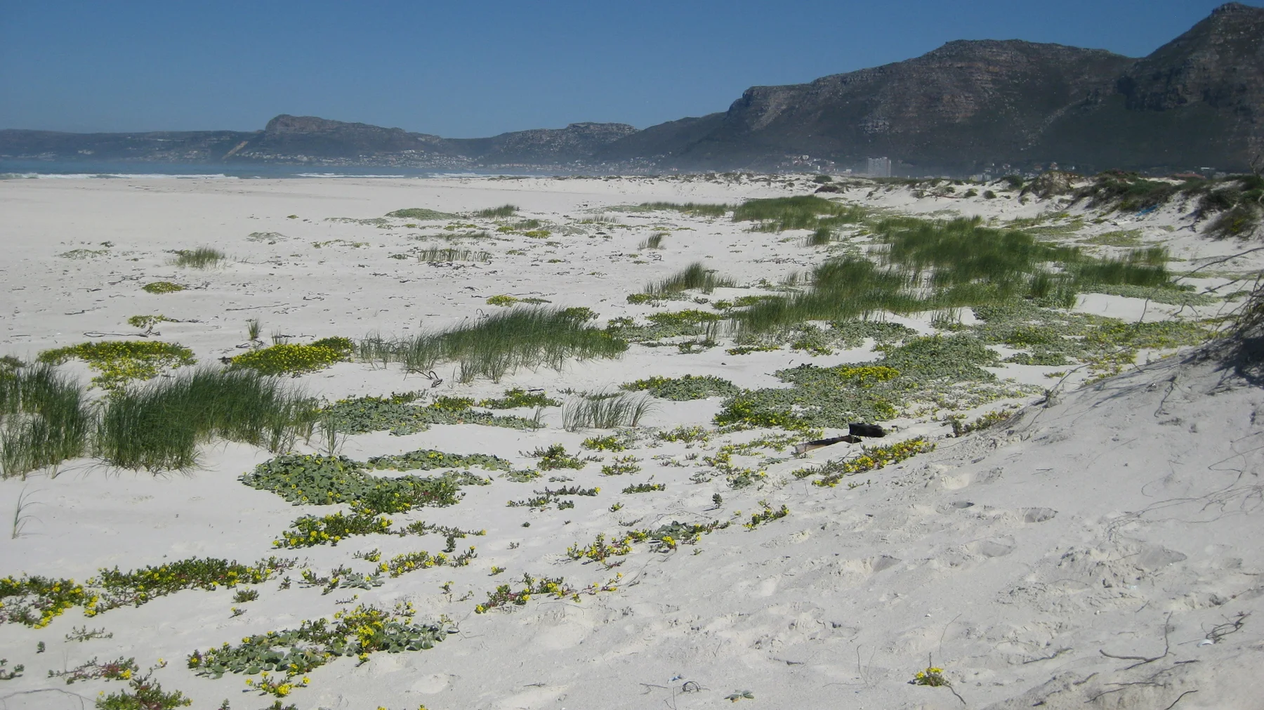 Sparse green plants interrupt broad sand flats below mountains.