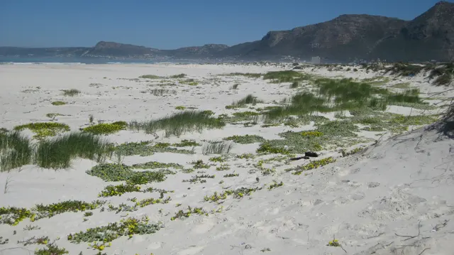 Sparse green plants interrupt broad sand flats below mountains.
