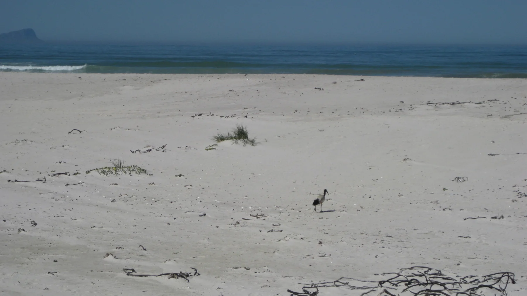 A small bird stands on open pale sand near blue water.