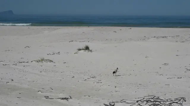 A small bird stands on open pale sand near blue water.