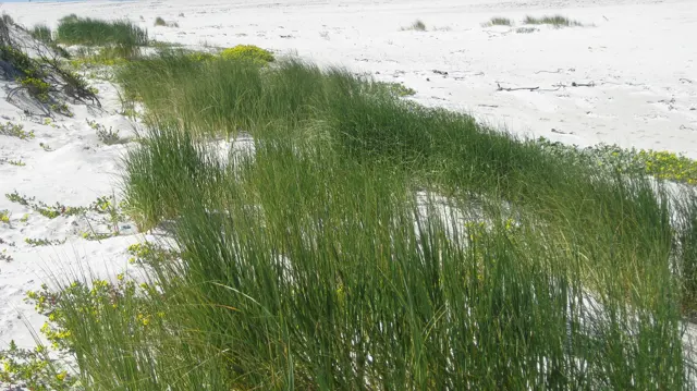 Long green grass follows the edge of a pale sandy dune.