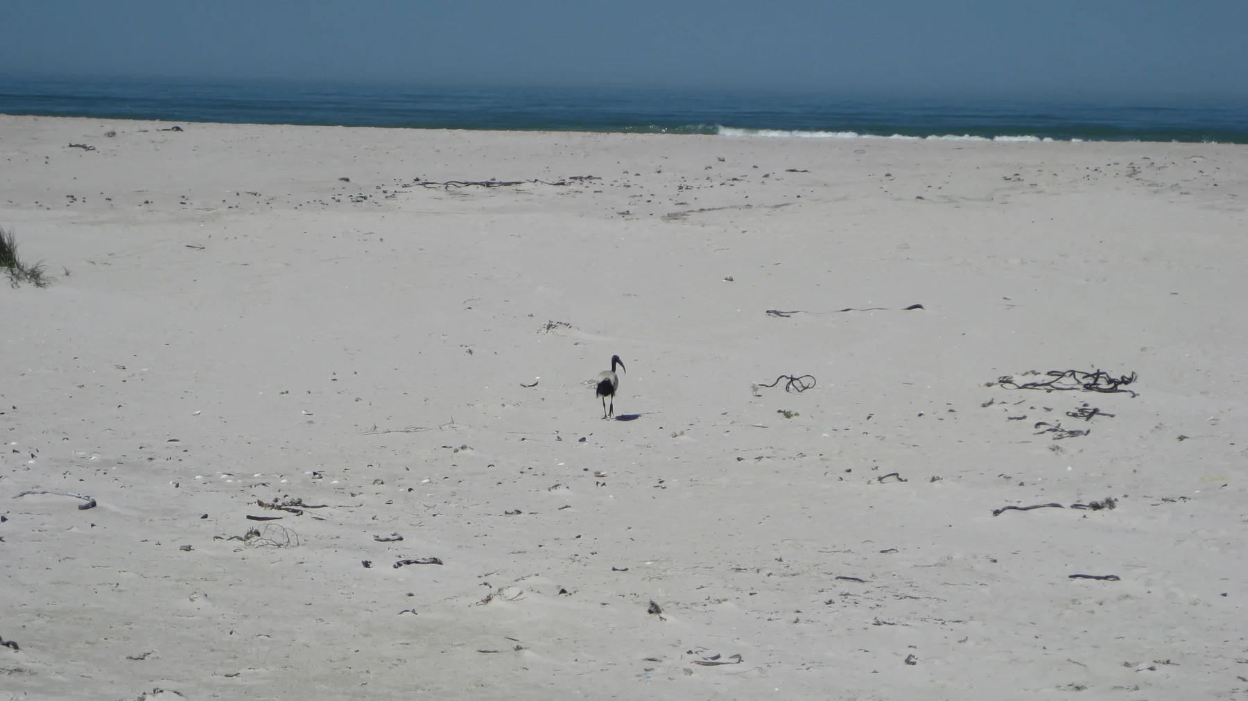 A small lone bird stands among scattered debris on the beach.