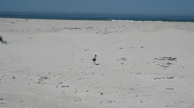 A small lone bird stands among scattered debris on the beach.