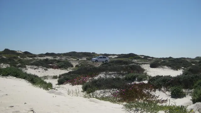 A car appears beyond low shrubs and pale dune hollows.