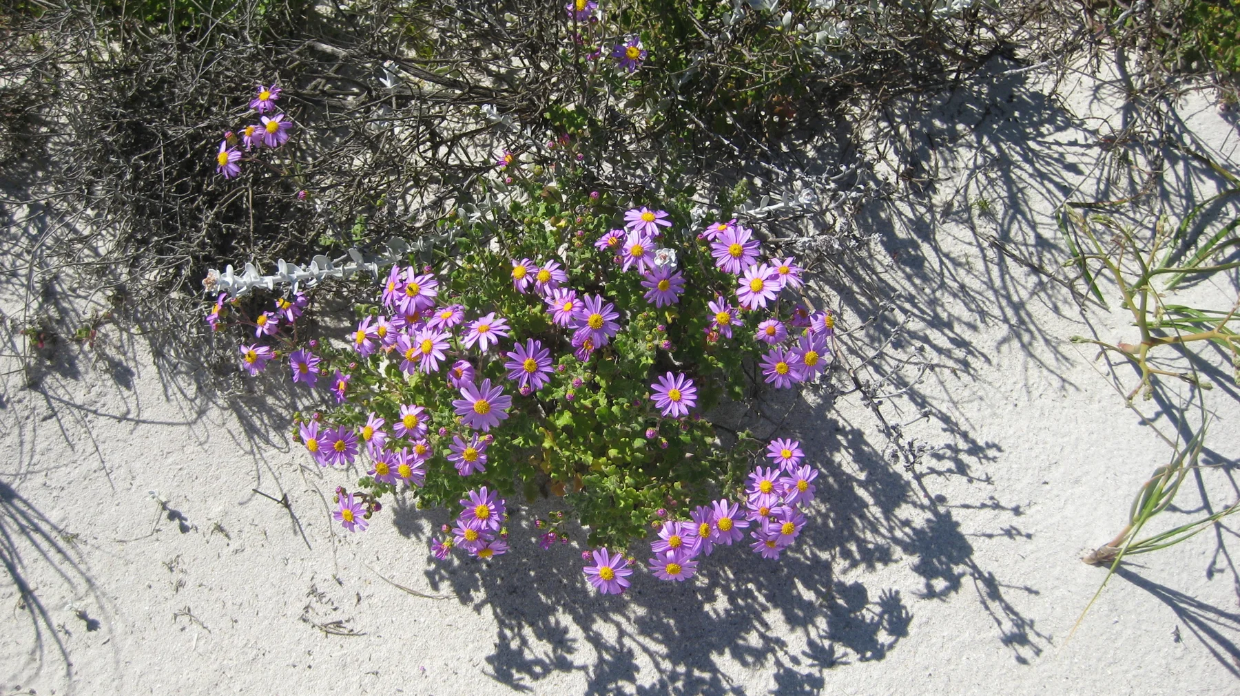 Purple flowers grow beside a shrub's shadow on white sand.