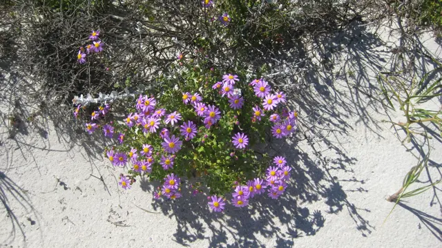 Purple flowers grow beside a shrub's shadow on white sand.