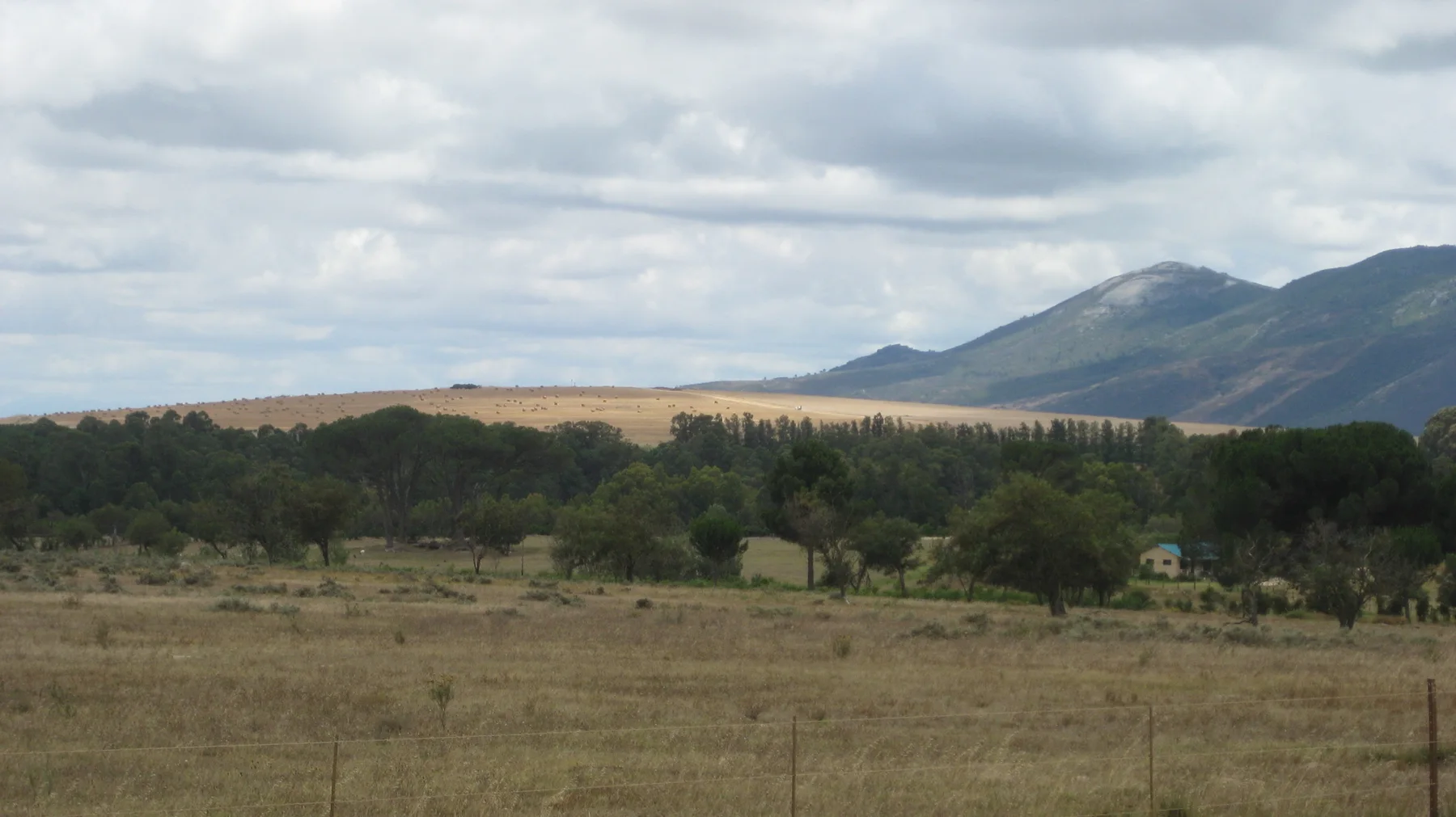 A mountain rises behind fields and a line of trees.