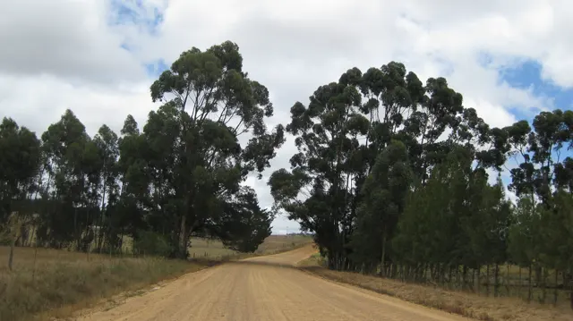 A dirt road passes between tall trees with irregular crowns.