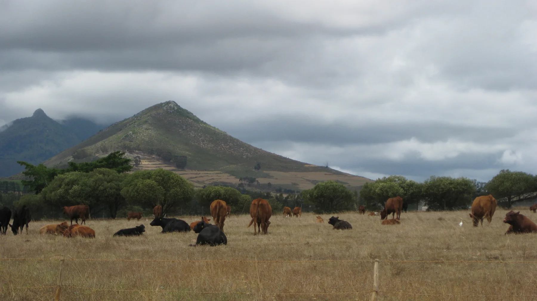 Cattle rest and graze below a pointed hill under gray clouds.
