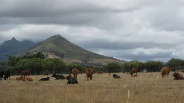 Cattle rest and graze below a pointed hill under gray clouds.