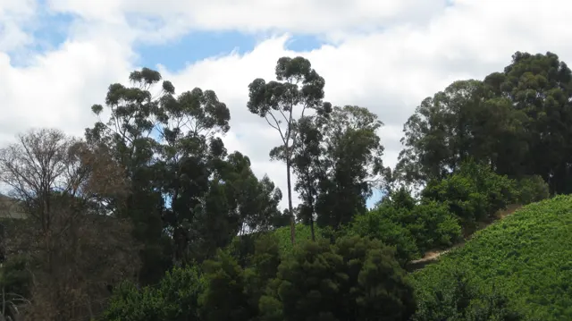 Tall trees rise above dense green hillside vegetation.