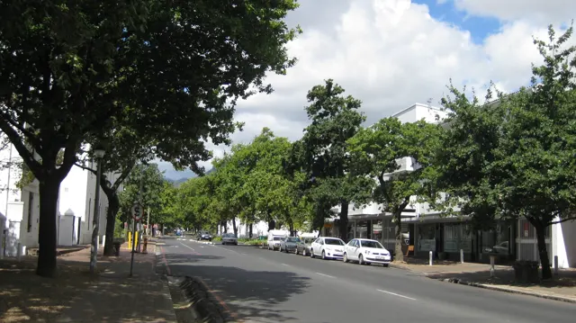 Parked cars line a leafy street beside pale buildings.