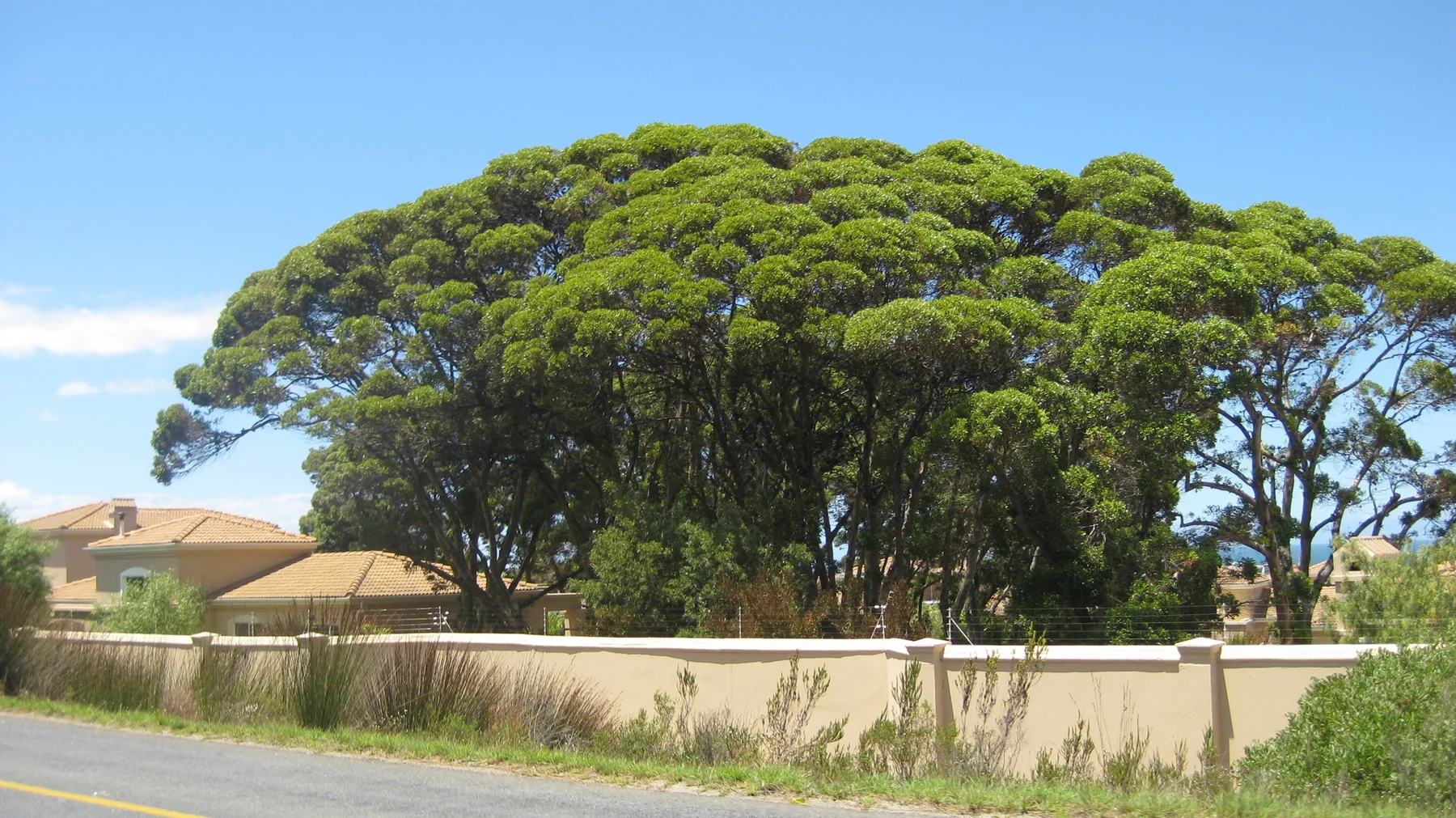 A wide green canopy rises above a pale roadside wall.