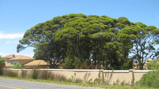 A wide green canopy rises above a pale roadside wall.