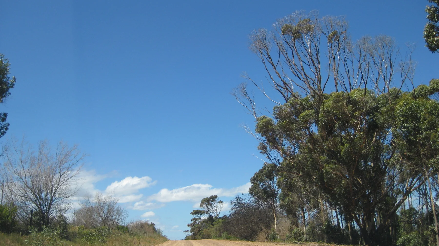 Sparse tree crowns rise beside a dirt road under blue sky.