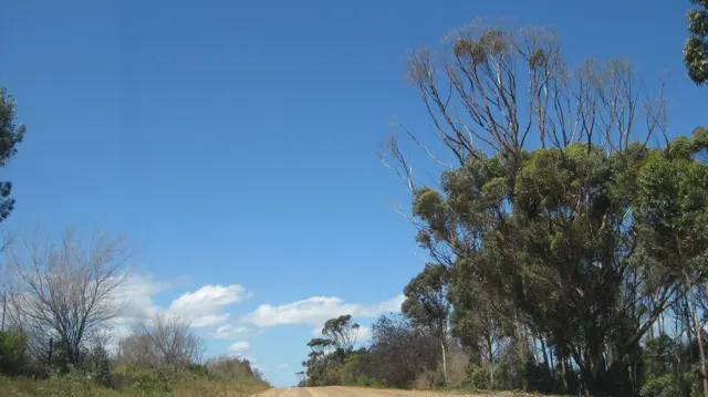 Sparse tree crowns rise beside a dirt road under blue sky.