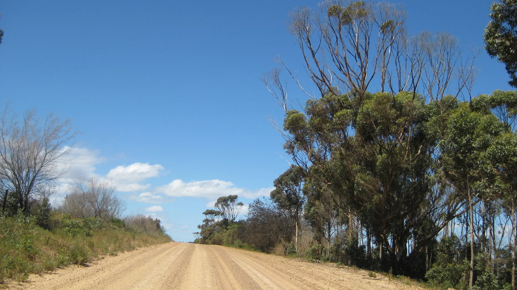 Tall trees line one side of a straight dirt road.
