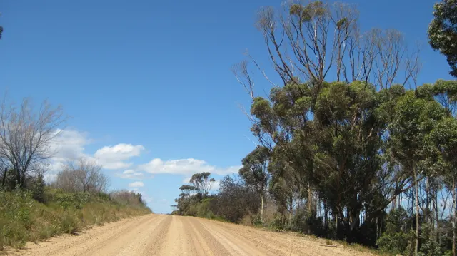 Tall trees line one side of a straight dirt road.
