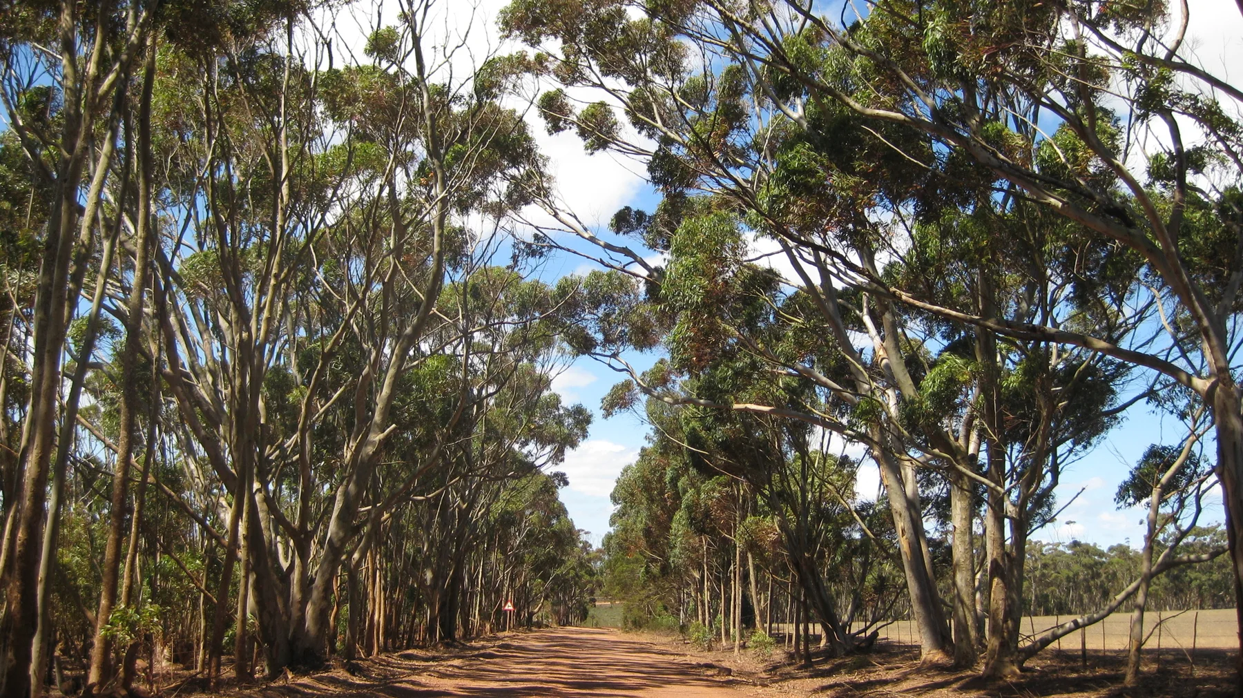 Tall trees form a shaded avenue above a red dirt road.