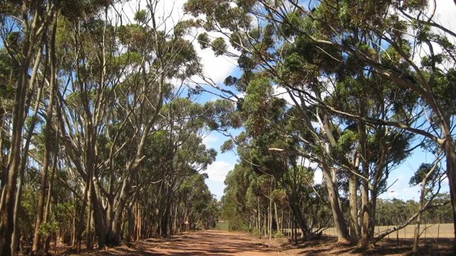 Tall trees form a shaded avenue above a red dirt road.