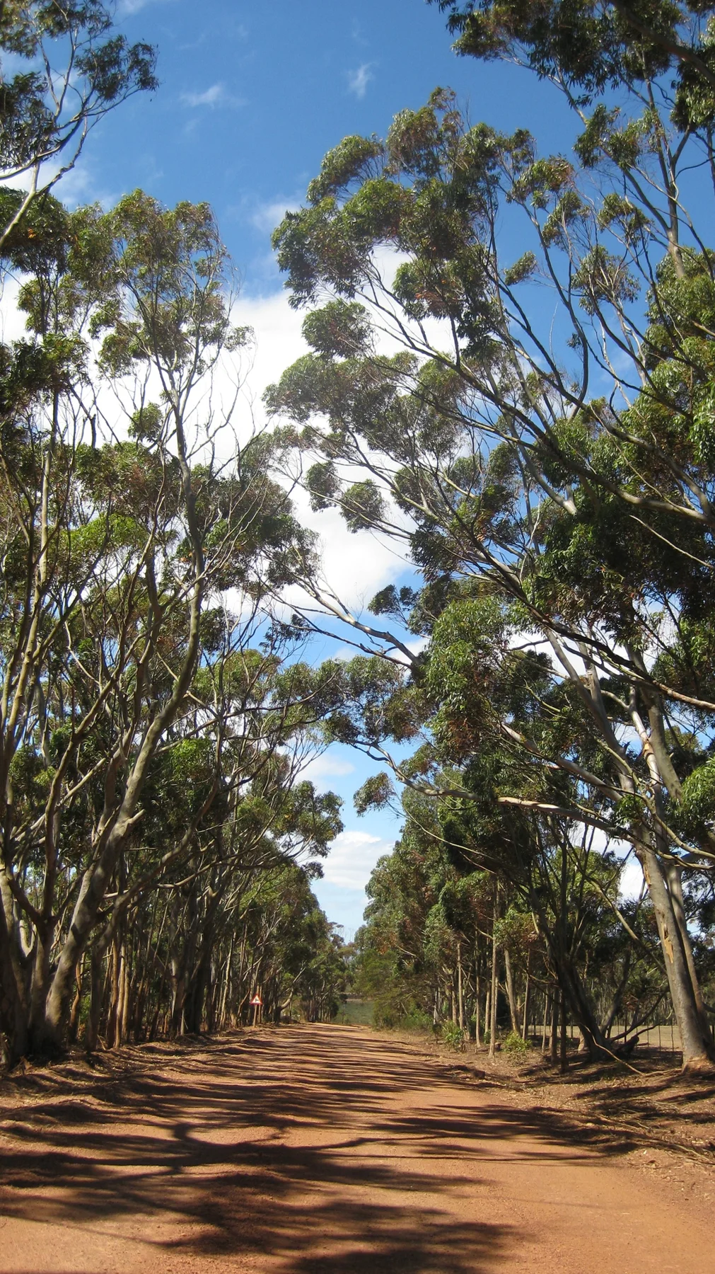 Tall trunks flank a narrow dirt road in dappled light.