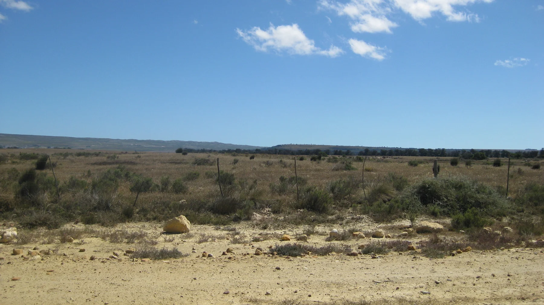 Low sparse shrubs scatter across sandy ground.