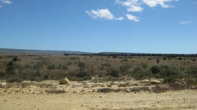 Low sparse shrubs scatter across sandy ground.