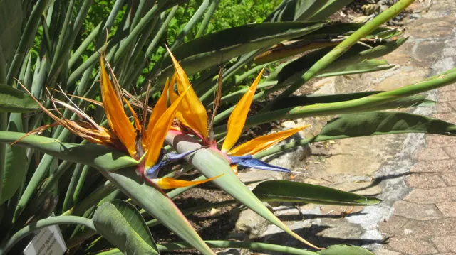 Pointed orange and blue petals emerge among long green leaves.