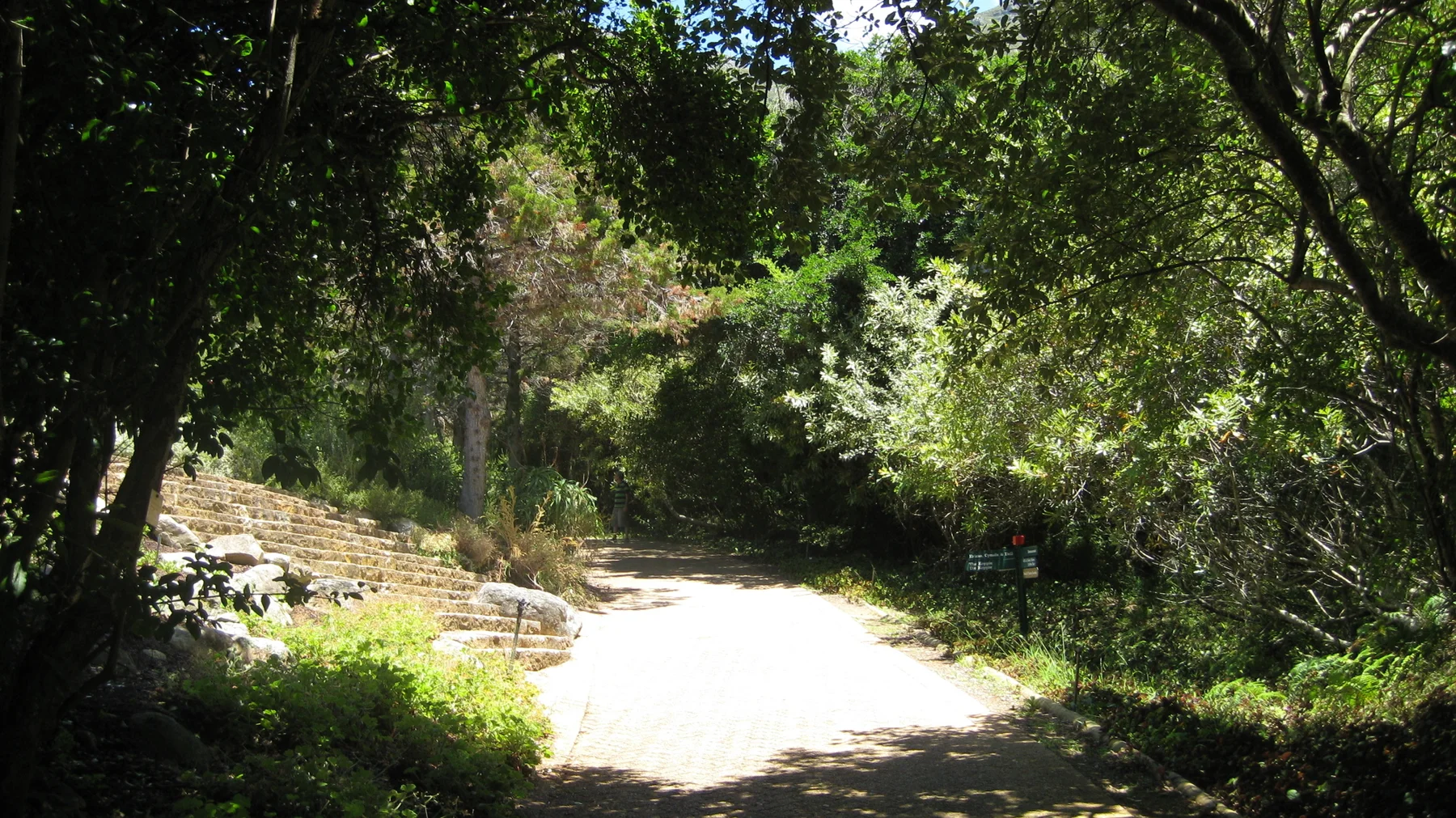 Sunlight illuminates a pale path beneath dense trees.