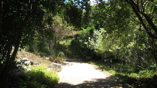 Sunlight illuminates a pale path beneath dense trees.