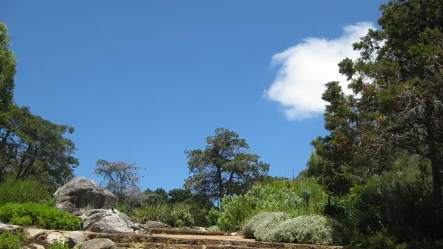 Pale rocks and planted beds rise beneath tall trees and blue sky.