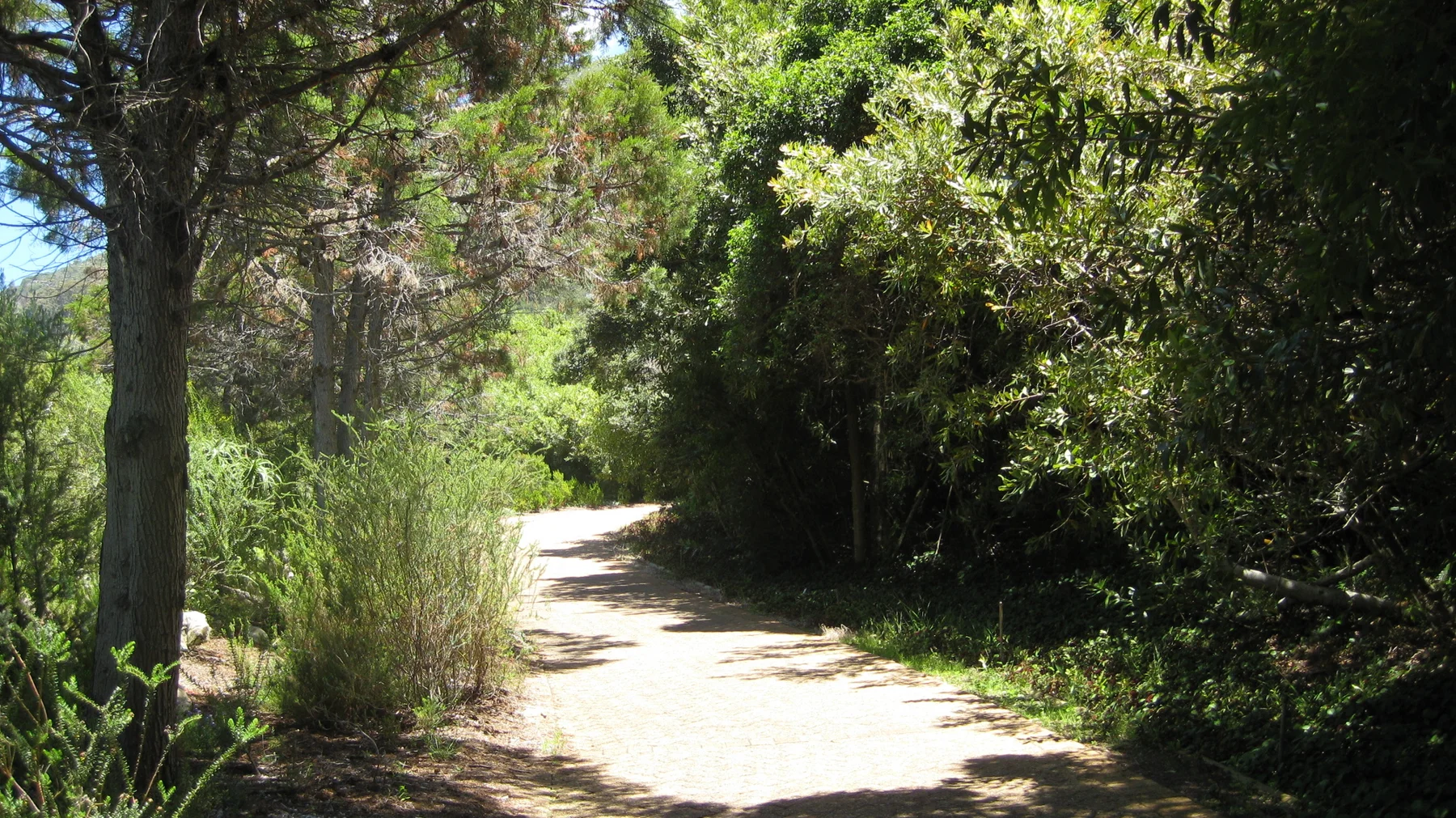 A pale path passes from sunlight into dense leafy shade.