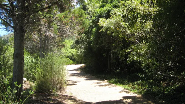 A pale path passes from sunlight into dense leafy shade.