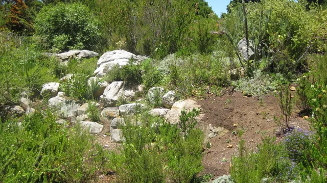 Pale rocks lie among grasses and low garden plants.