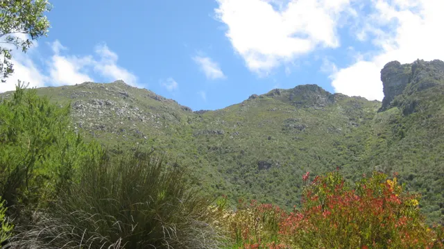 Reddish flowering stems rise beneath a green mountain ridge.