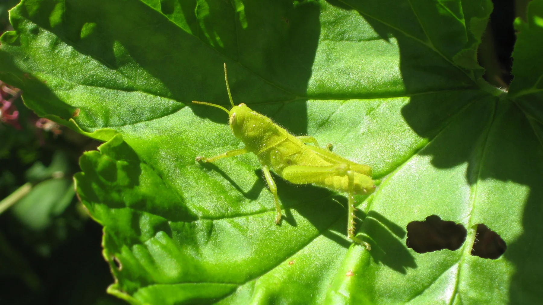 A green lizard stretches across a veined leaf with small holes.