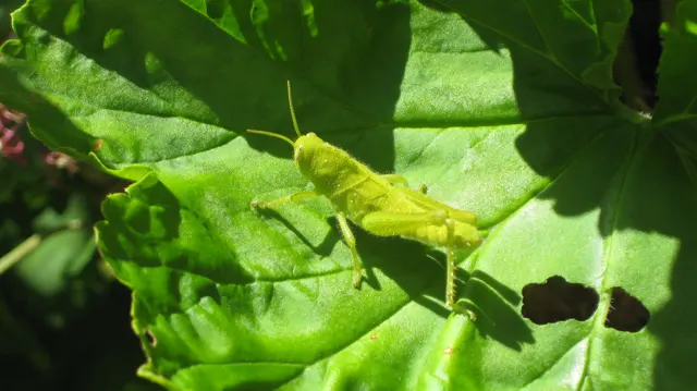 A green lizard stretches across a veined leaf with small holes.