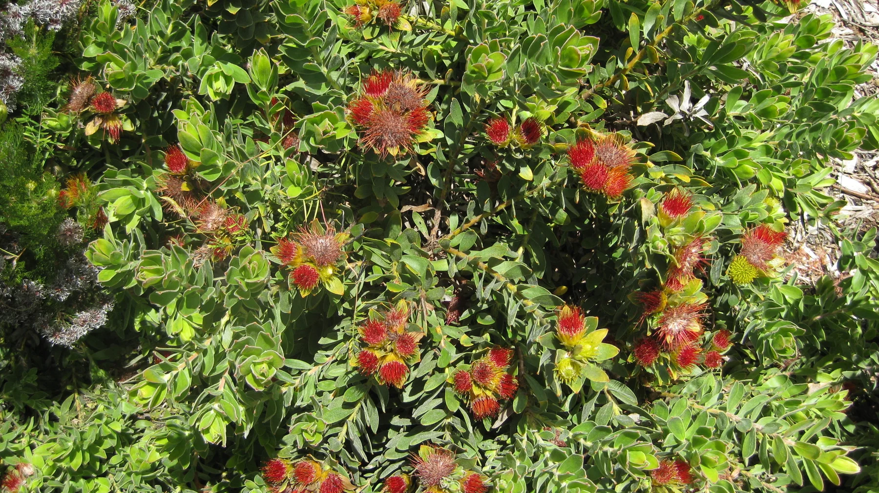 Rounded red-centered flowers cluster among green foliage.