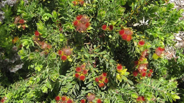 Rounded red-centered flowers cluster among green foliage.