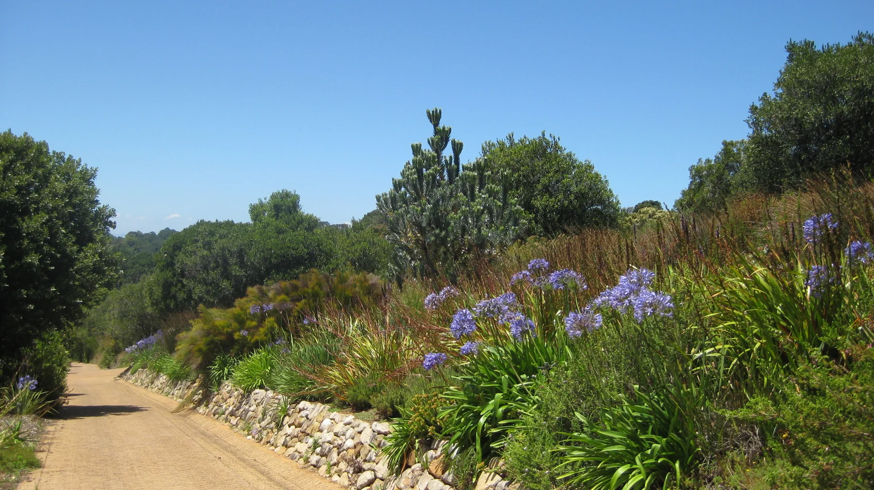 Purple flowers line a broad garden path beside low stone edging.