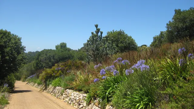 Purple flowers line a broad garden path beside low stone edging.