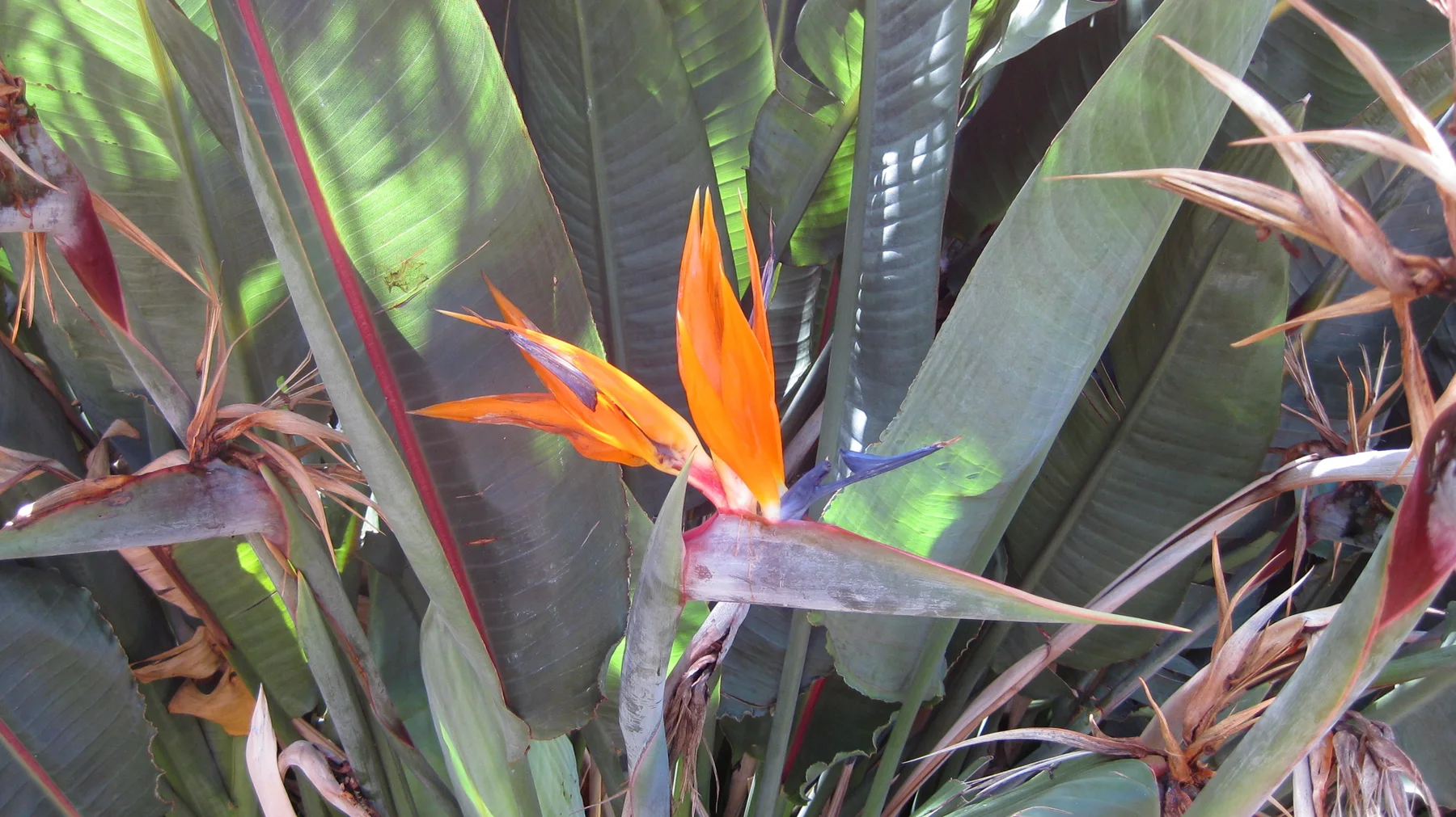 An orange-and-blue flower rises between tall broad leaves.