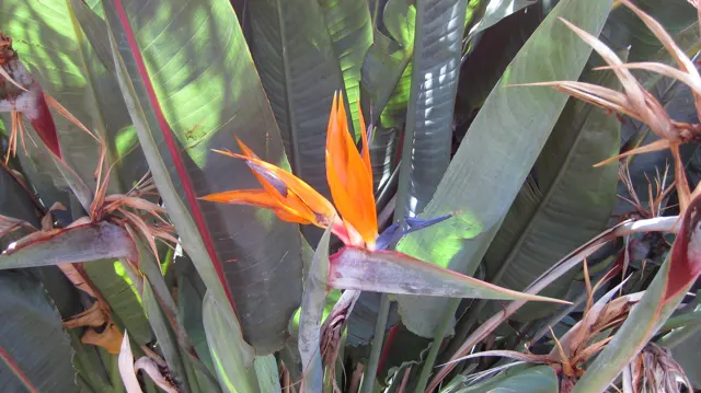 An orange-and-blue flower rises between tall broad leaves.