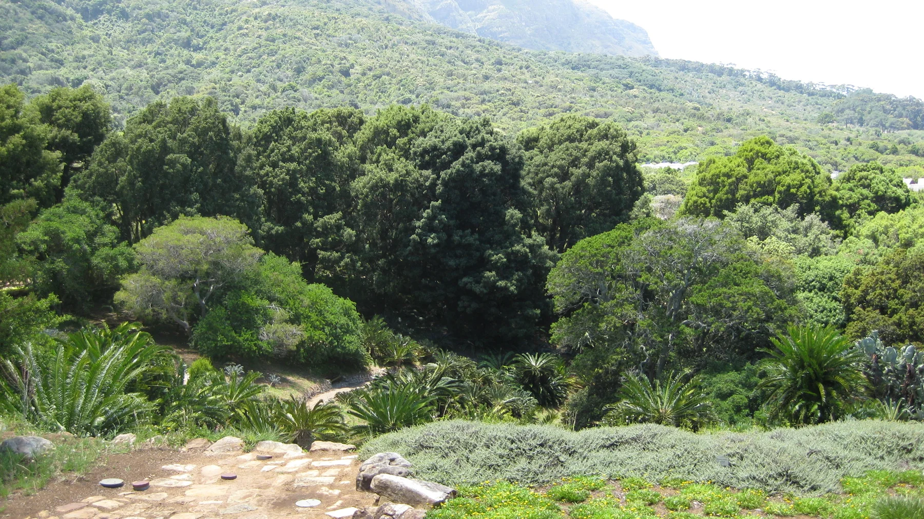 Layered trees and shrubs fill a garden below a green mountain.