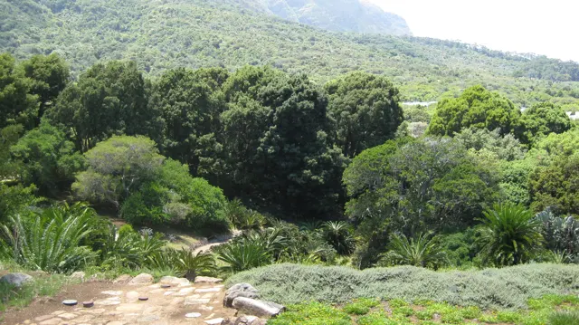 Layered trees and shrubs fill a garden below a green mountain.