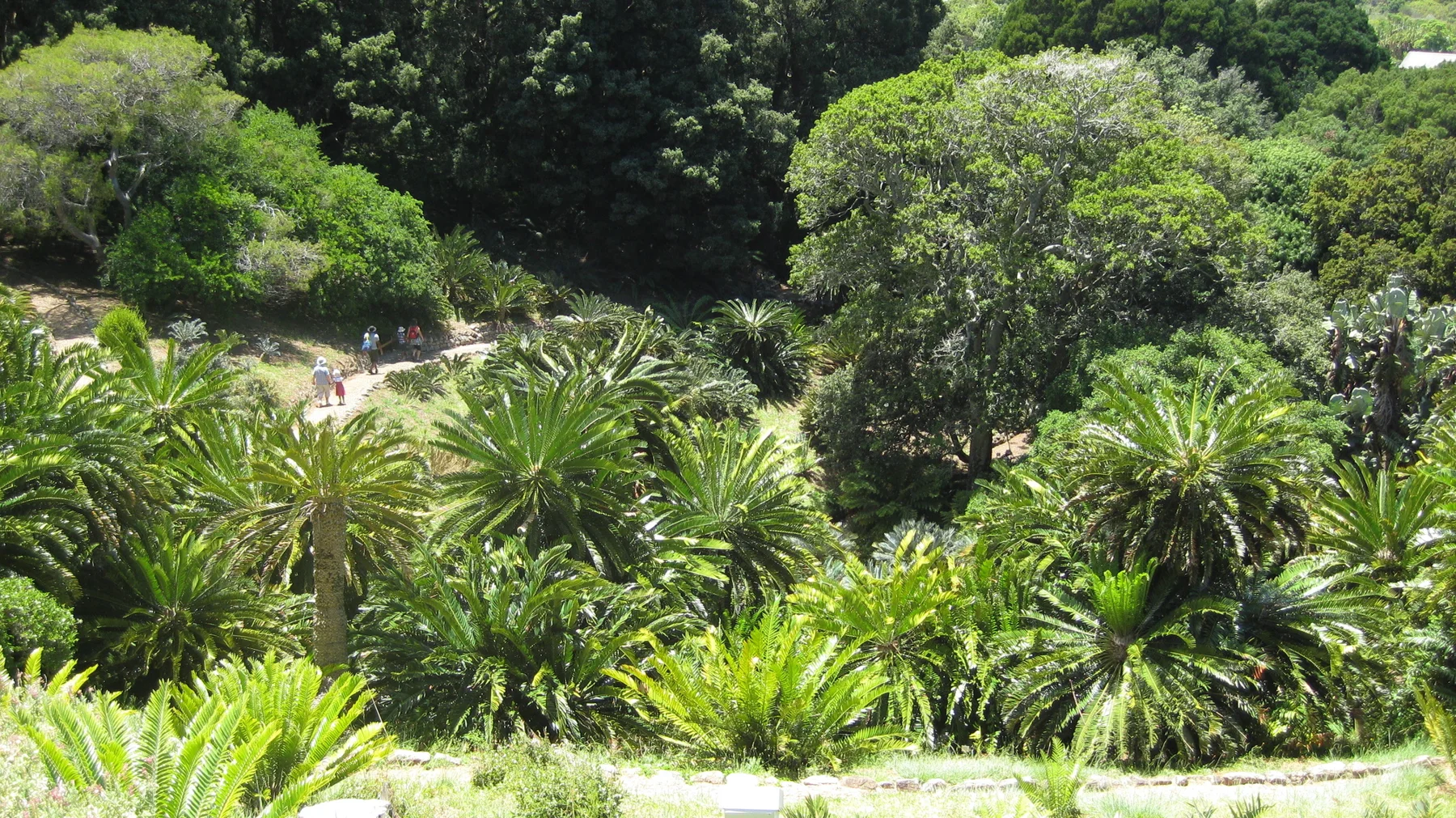 Dense leafy plants cover a garden slope among mature trees.
