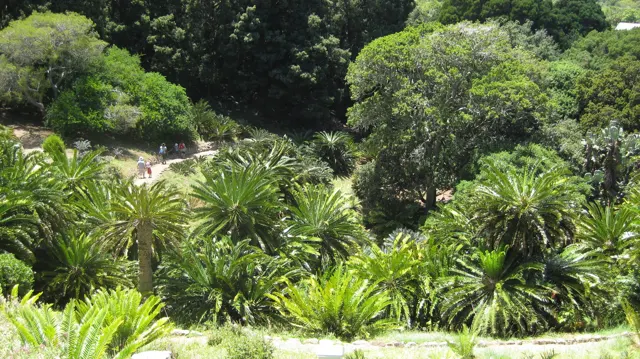 Dense leafy plants cover a garden slope among mature trees.