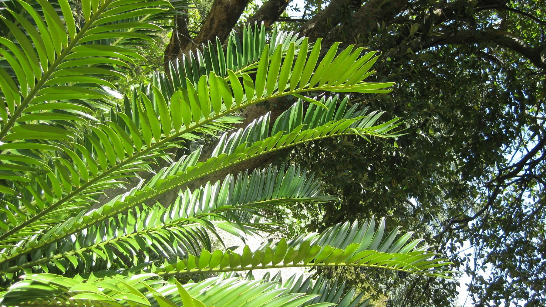 Long green fronds carry rows of narrow sunlit leaflets.