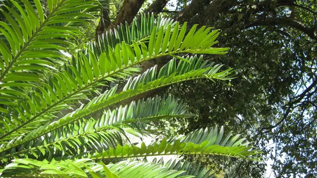 Long green fronds carry rows of narrow sunlit leaflets.